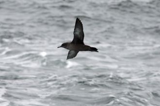 Sooty shearwater