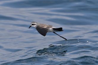 White-faced storm petrel 