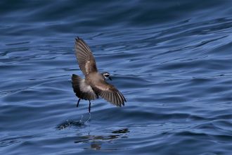 White-faced storm petrel 