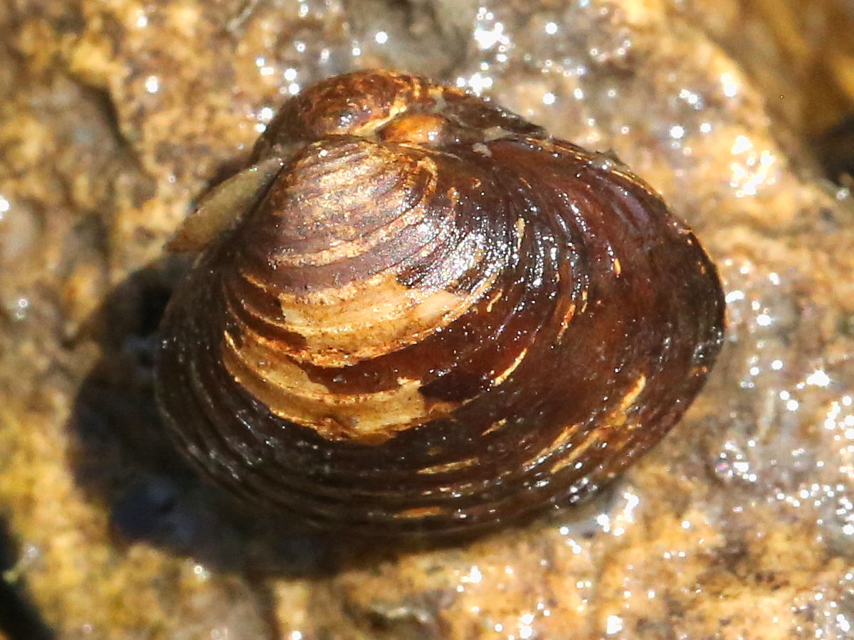 PHOTO: Peterwchen - Own work, CC BY-SA 4.0, https://commons.wikimedia.org/w/index.php?curid=94806663