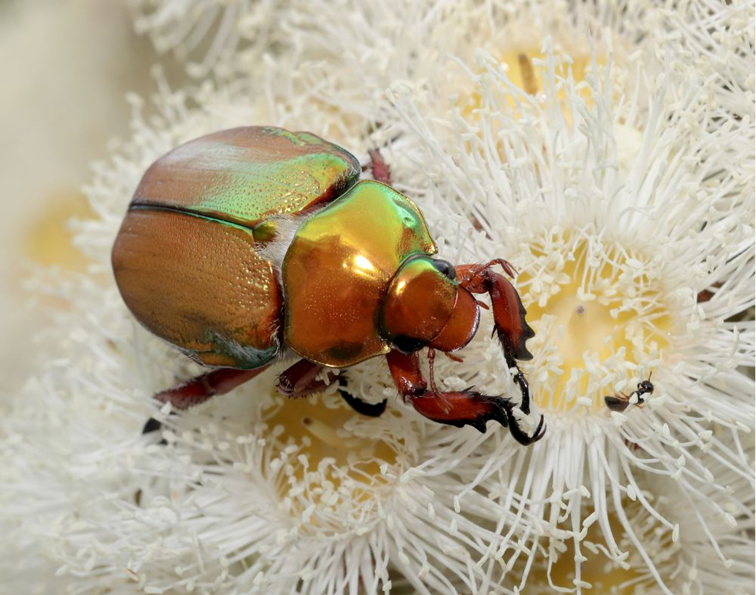 Christmas beetle