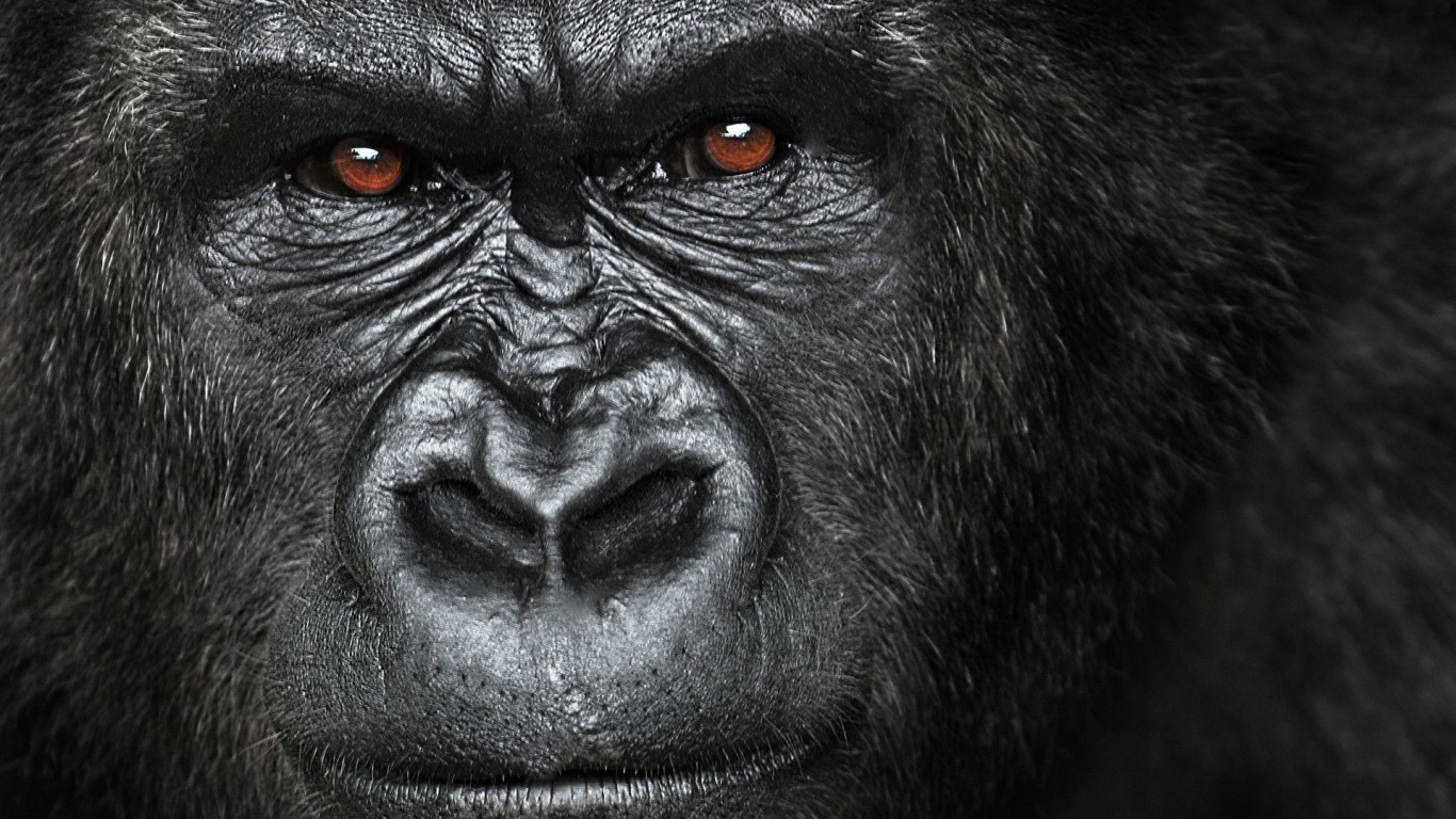 CC-0. https://www.goodfon.com/animals/wallpaper-download-1366x768-gorilla-herbivorous-great-ape-africa-face-angry.html