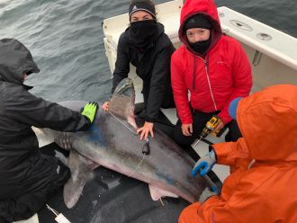Tagging the shark