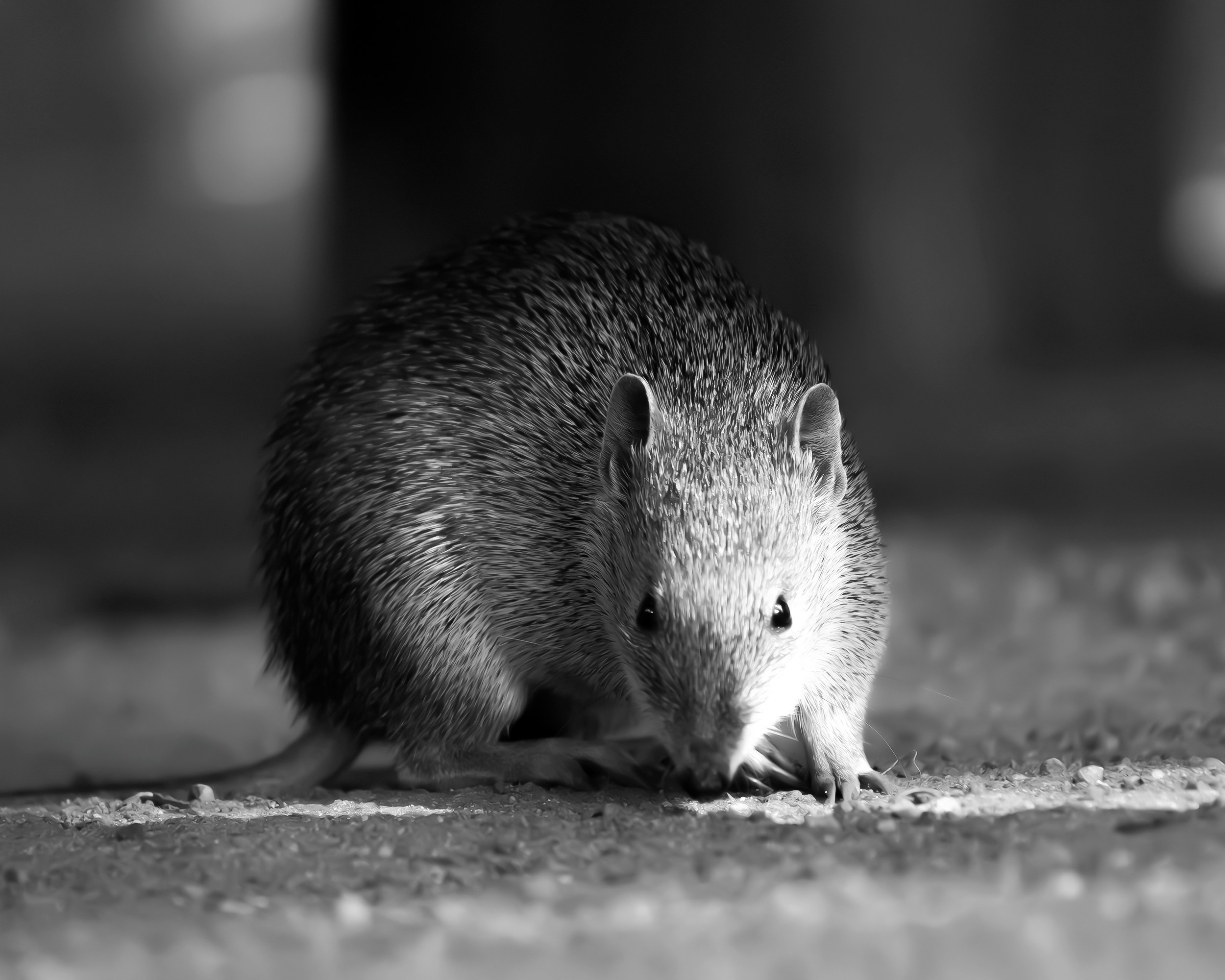 A bandicoot