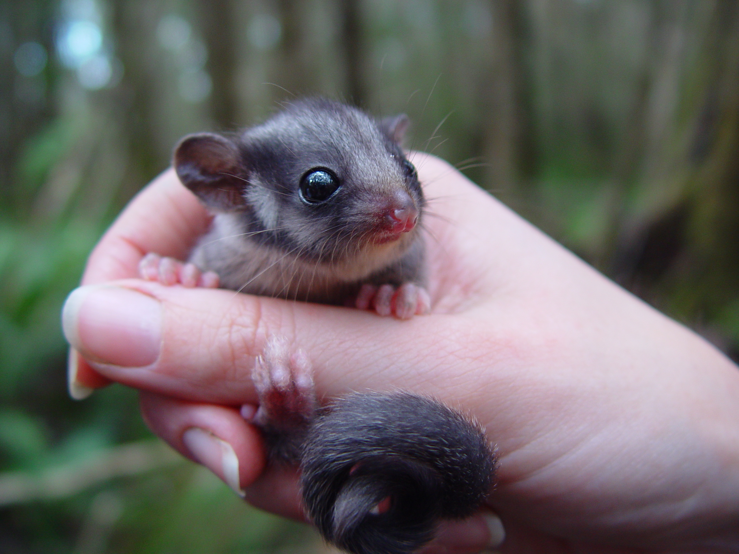 Leadbeater possum. Credit: Greens MPs, Flickr: https://creativecommons.org/licenses/by-nc-nd/2.0/