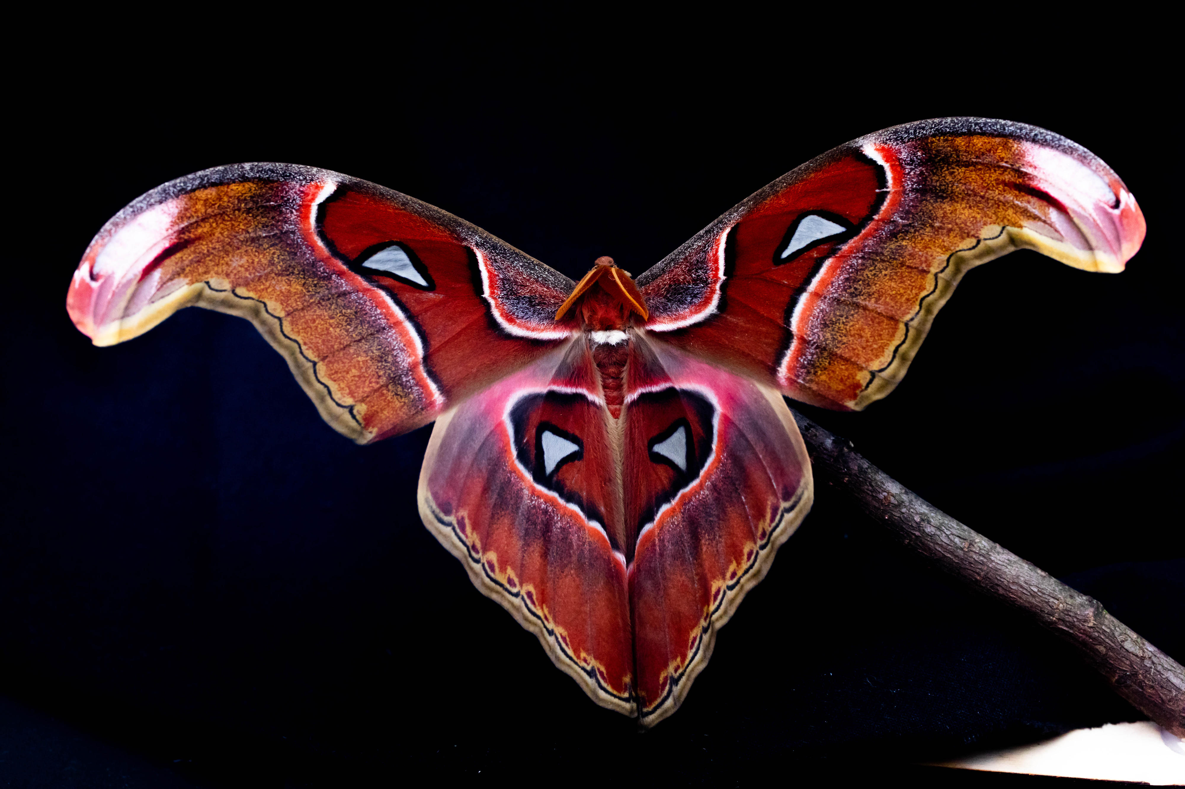 An Atlas moth Attacus lorquini Credit: Sam Fabian