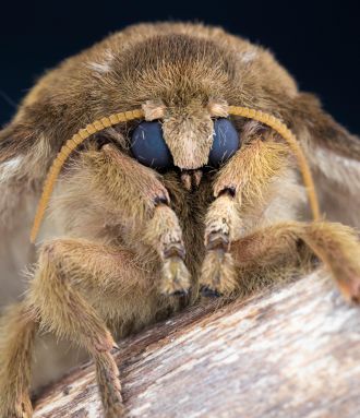 An Automeris moth Automeris dagmarae 