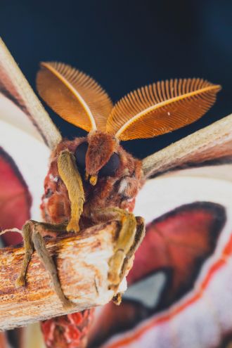 An Atlas moth Attacus lorquini 