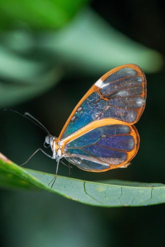 A glasswing butterfly (Episcada salvinia)