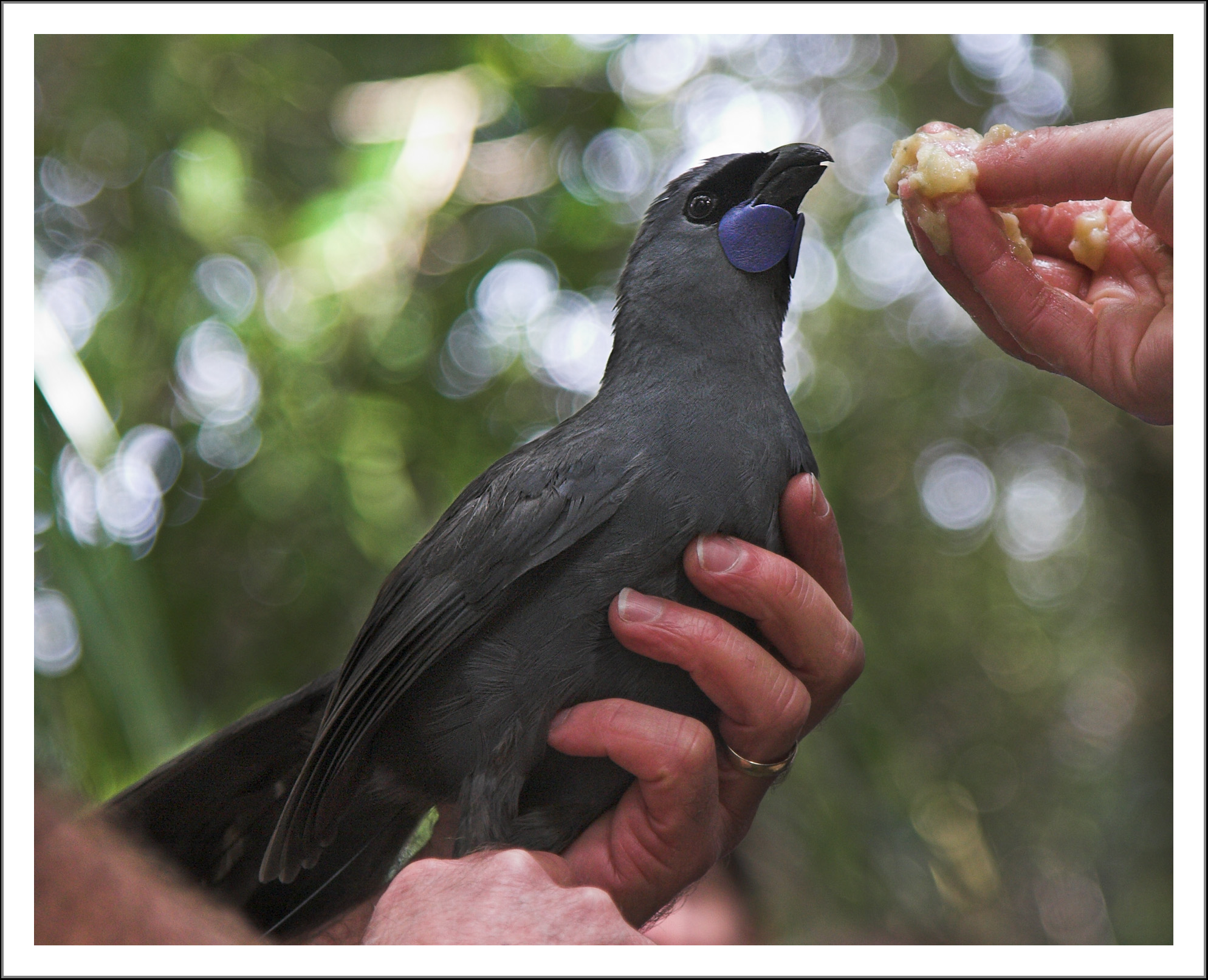 Credit: Mike Locke, Flickr