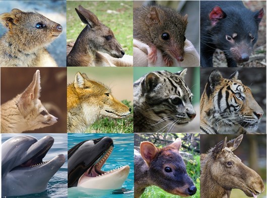 Images: Quokka (Flickr: Jack Barsby),  Kangaroo (Rawpixel),  Antechinus (Wikipedia - Mel Williams),  Tasmanian Devil (Pexels - Chen Te),  Fennec Fox (Rawpixel),  Tibetan fox (Craig Brelsford),  Fishing cat (Wiki Commons - Matěj Baťha),  Tiger (Pexels - Mehmet Turgut Kirkgoz),  Dolphin (Tomaree Museum), Orca (Pexels Pixabay),  Pudu (Flickr - Robert Lowe), Moose (Flickr - Tambako)