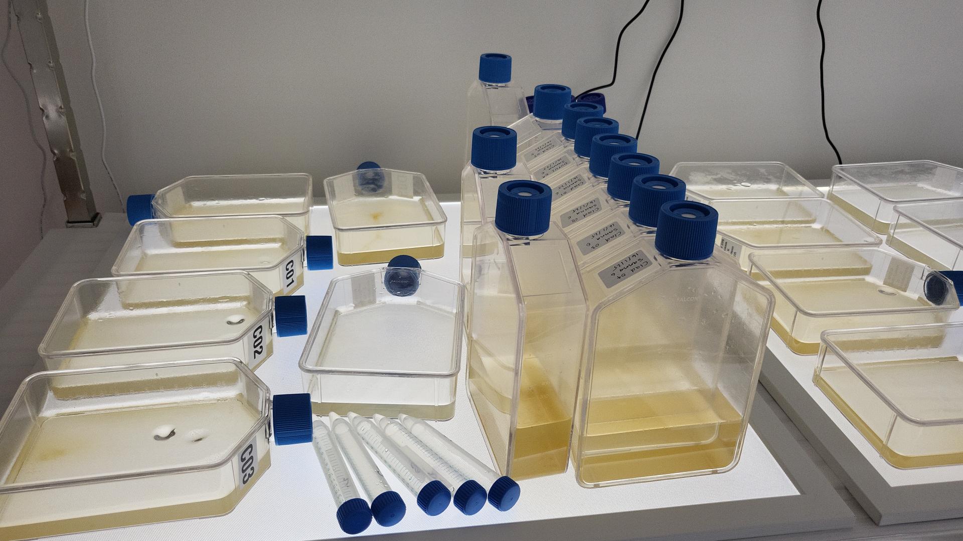 Variety of microalgal cultures being grown. Photo: Joan Labara Tirado