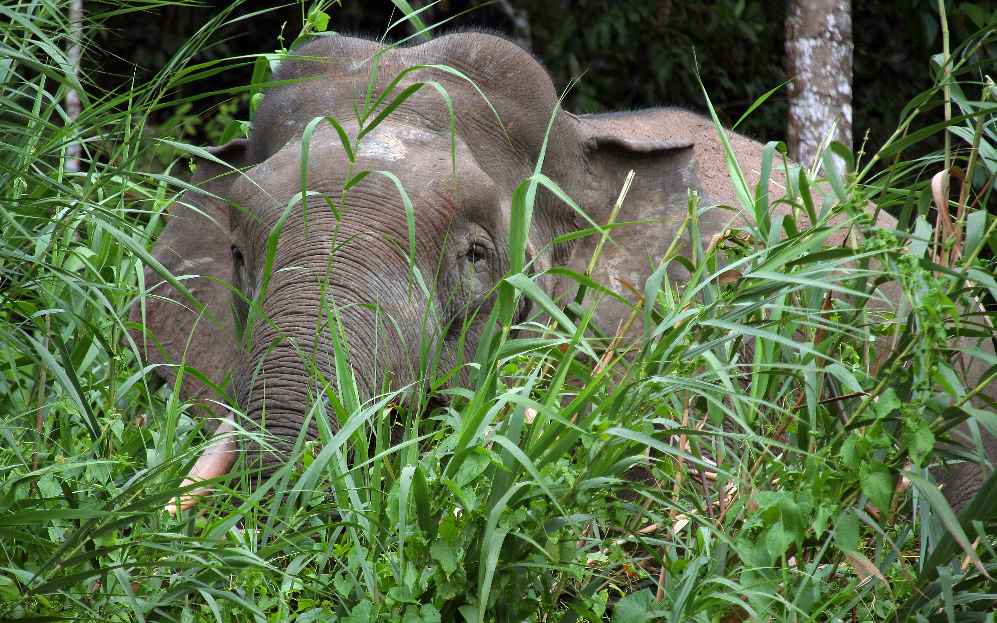 Credit: Mike & Valerie Millie