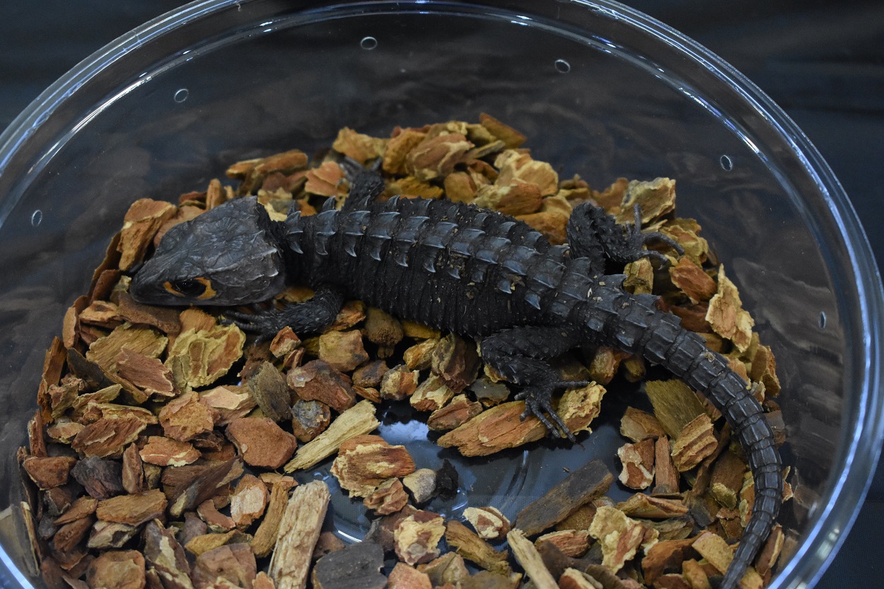 The red-eyed crocodile skink (Tribolonotus gracilis) is endemic to New Guinea. Trade is only recorded by the US and EU, with recent import numbers indicating local wild harvest quotas are likely being exceeded by exporters. Image Adam Toomes, the University of Adelaide.