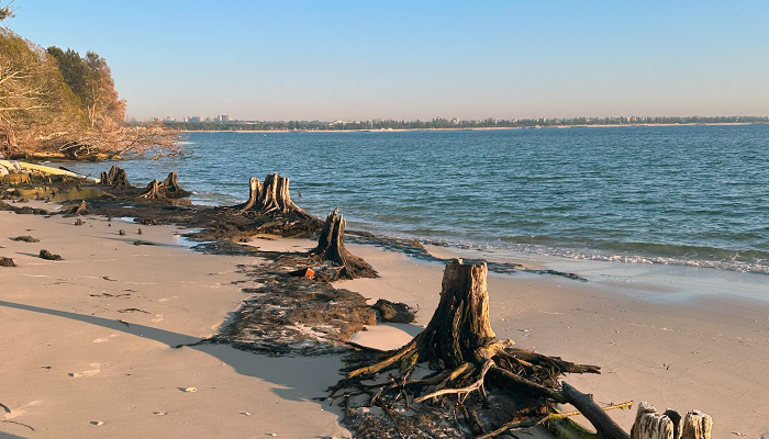 Eroding wetland, Towra Point, Sydney Photo: Neil Saintilan
