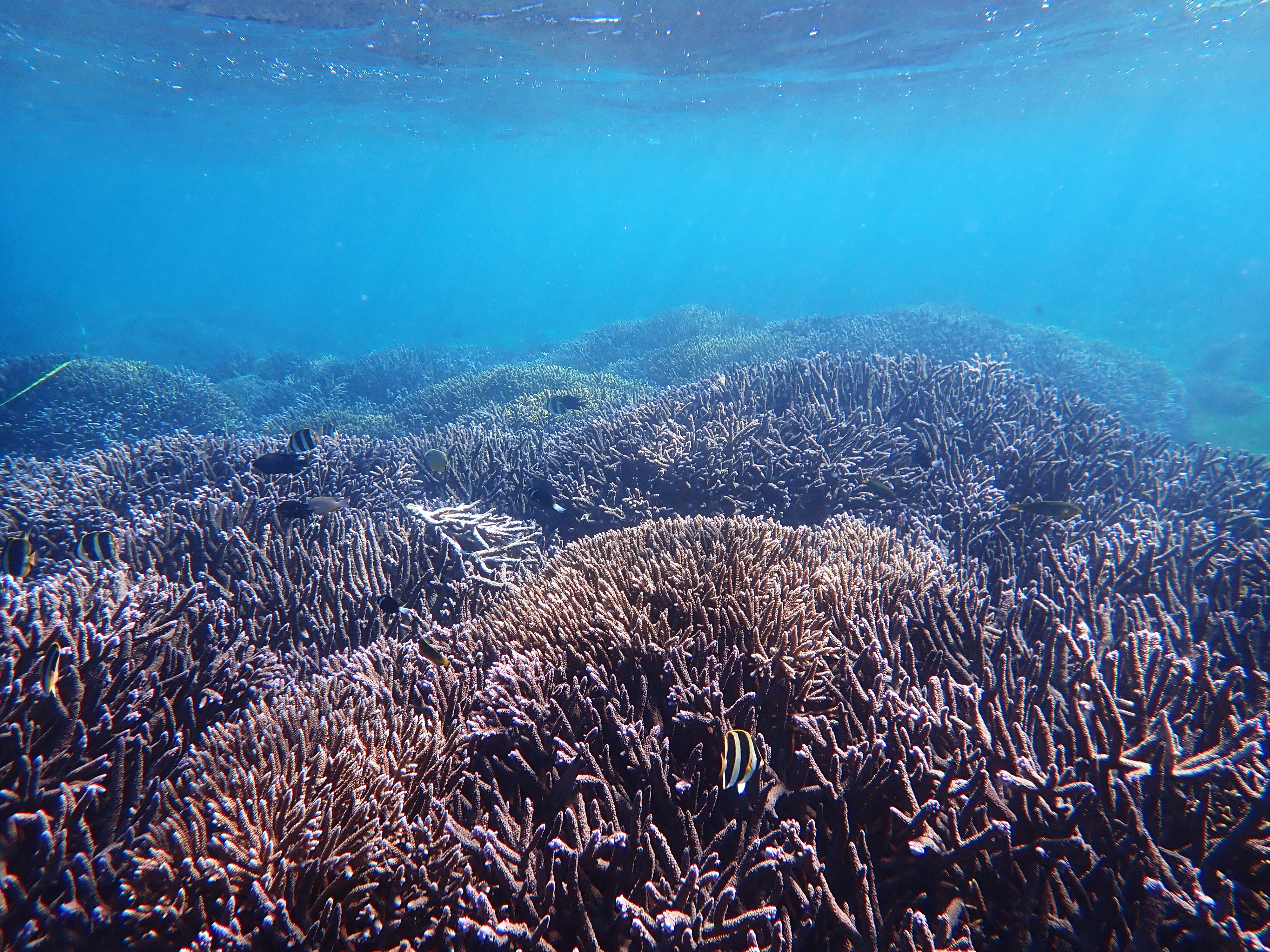 Photo: Paige Sawyers, UNSW Sydney