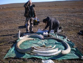 The team examines woolly mammoth tusks collected on Wrangel Island