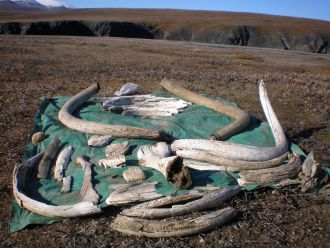 Woolly mammoth tusks, teeth and assorted bones collected on Wrangel Island