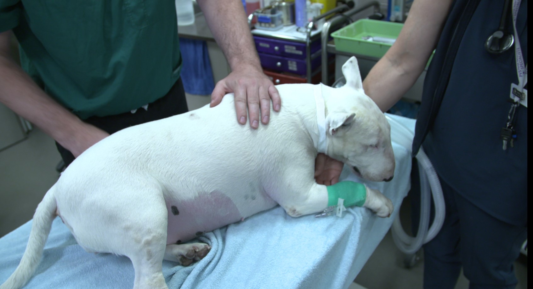 Three-year-old Bull Terrier, Maggie, being prepared for surgery to treat a sarcoma at Perth Veterinary Specialists. Maggie is one of the first dogs to take part in the clinical trial which is hoped to lead to better treatments for children with sarcoma.