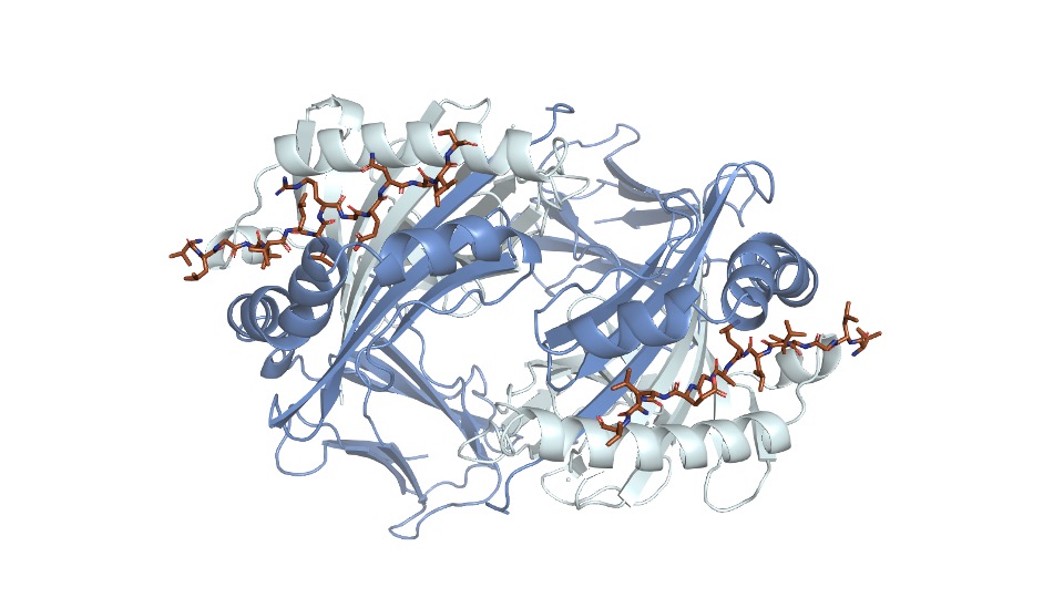 Crystal structure of the Smith autoantigen targeted in lupus. Dr Yi Tian Ting, Senior Research Fellow, Ooi Lab