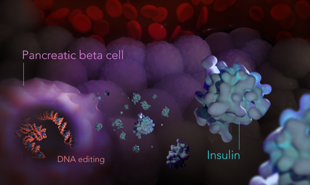 Pancreatic beta cells produce insulin, which regulates blood-sugar levels. Kate Patterson/Garvan