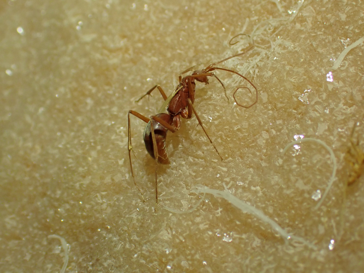 A male wasp. Credit: Jess Marsh.