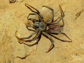 A dead eyeless female spider from the genus Troglodiplura with her prey