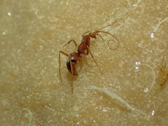 A male wasp