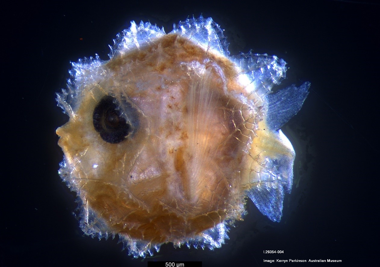 Larval Mola @Kerryn Parkinson