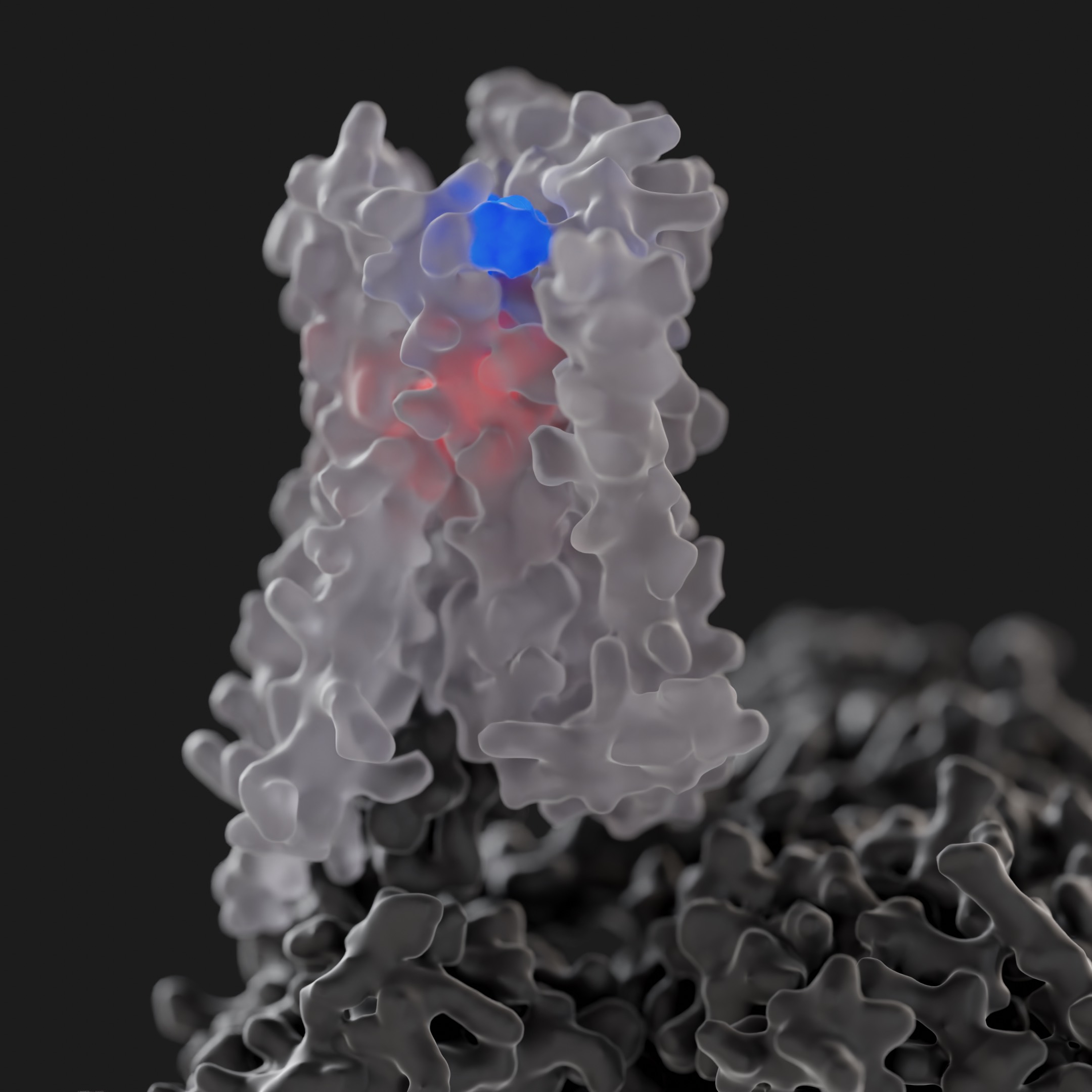 Cryo-EM structures of the M4 muscarinic acetylcholine receptor (white) bound to G protein (grey) and ligands that bind at the endogenous binding site (red) and allosteric site (blue) provide insight into allosteric modulator drug discovery. Image created by Sarah Piper (@PiperProteins). 