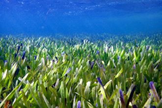 seagrass 