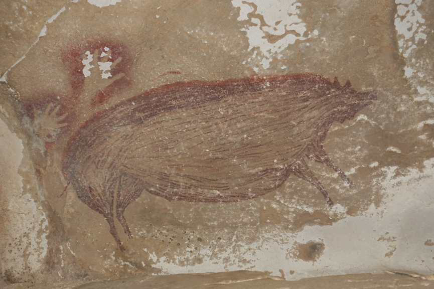 Pig painting (pig 1) dating to at least 45,500 years ago at Leang Tedongnge.  Credit: Maxime Aubert.