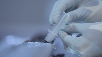 A researcher extracts samples from a sediment core for DNA sequencing
