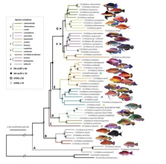 Fairy wrasse lineage tree