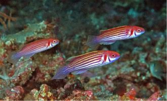 Mutant wrasses