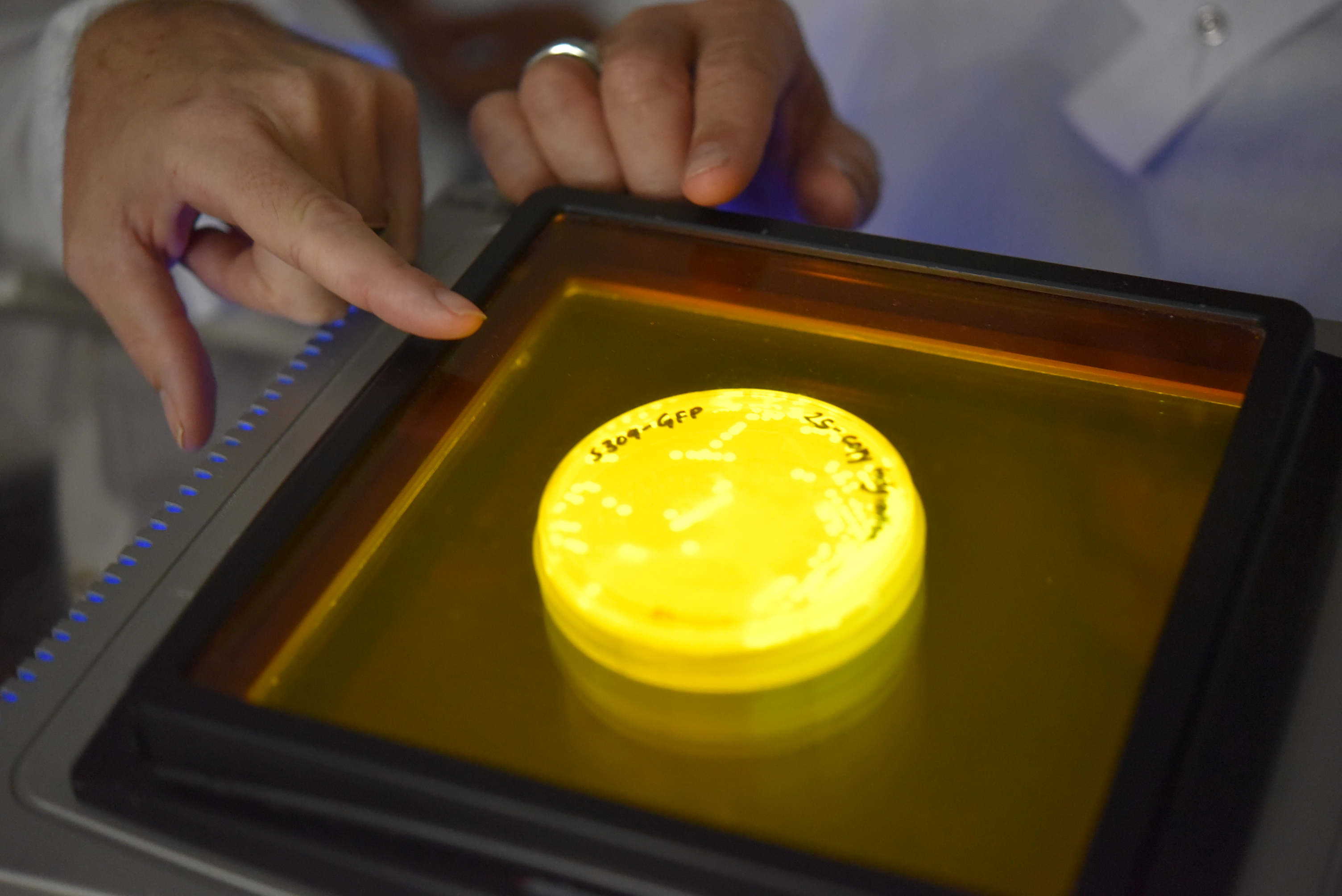 The powdery ‘nanoprobes’ developed at UQ’s Australian Institute for Bioengineering and Nanotechnology are synthetic yeast fragments which can be deployed in environments such as airports, hospitals, stadiums and sewers to detect COVID-19 biomarkers. Photo via AIBN