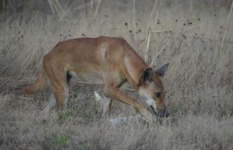 A Dingo in Kakadu National Park
