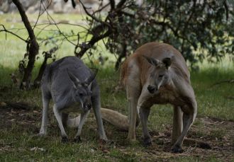 Kangaroos is Cleland Wildlife Park, South Australia.