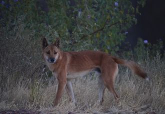 A dingo in the McDonnell Ranges