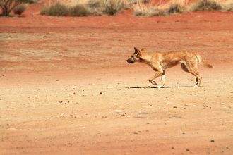 A dingo on the hunt