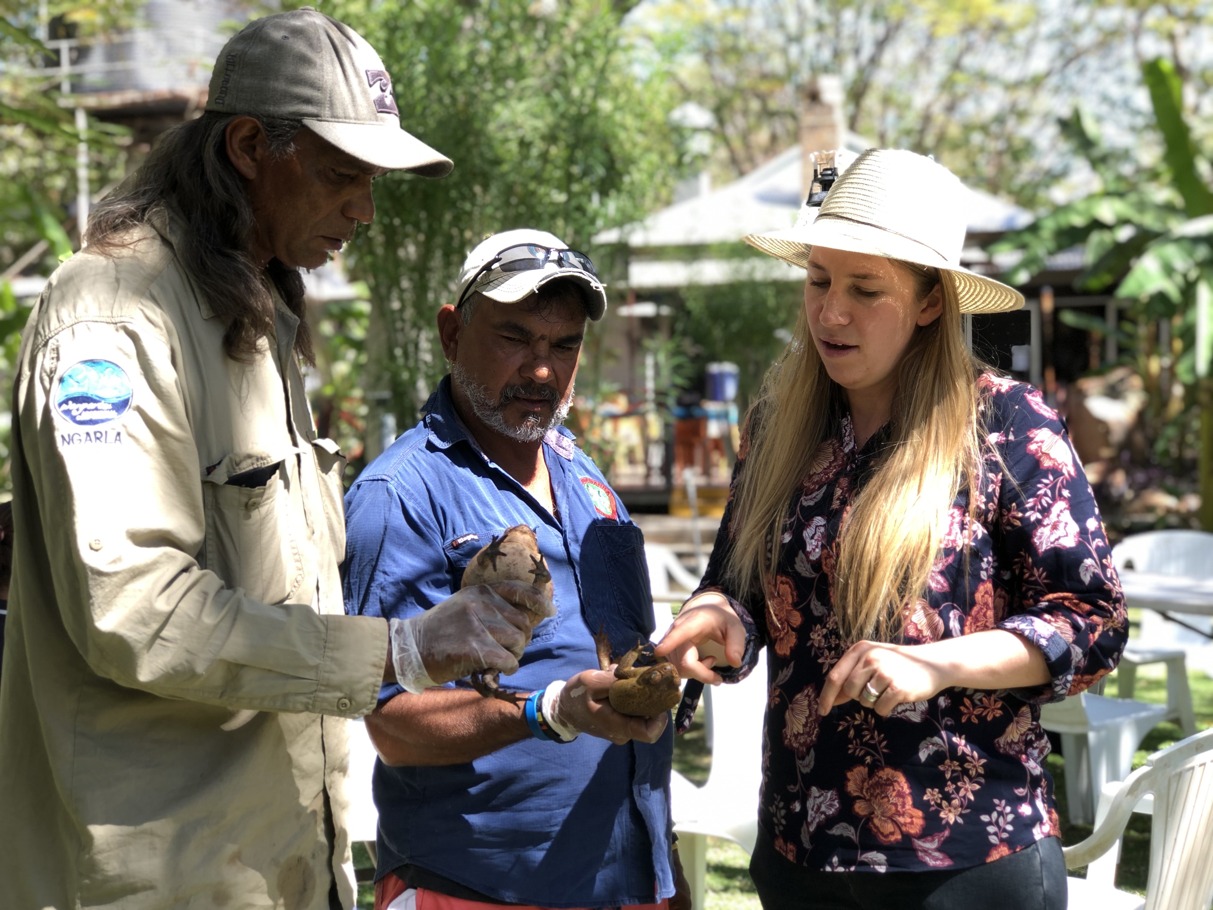 Dr Ward-Fear and Indigenous Rangers in the Kimberley inspect adult cane toads at the ranger forum put on by the Cane Toad Coalition. Photo: WWF Australia