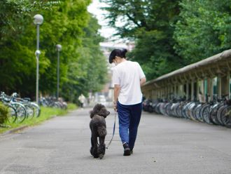 Dog on a walk