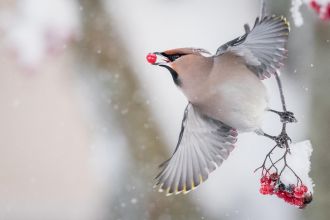 Relationships in nature category winner. Waxwing eats fermented rowan berries