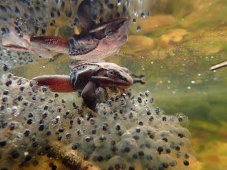 Biodiversity under threat category runner up
